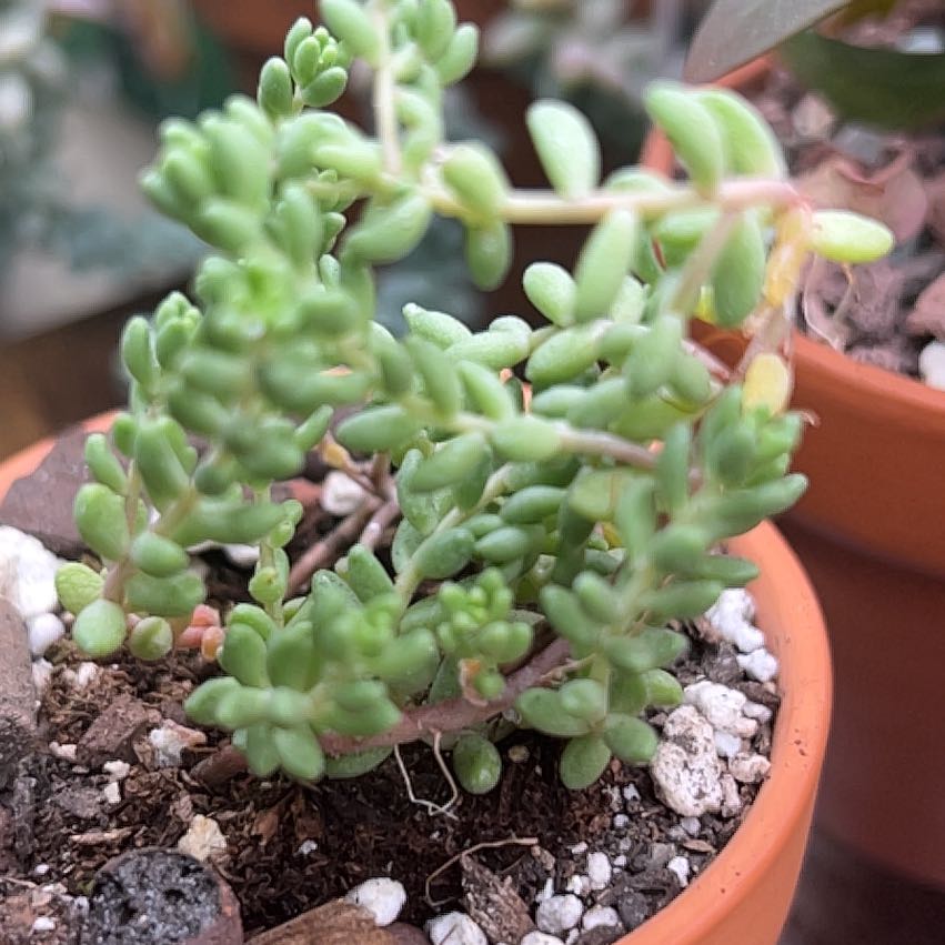 Photo of the plant species Red Carpet Crassula by @PiperCosmo named Muhammad Ali on Greg, the plant care app