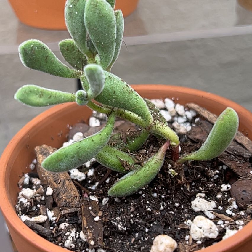 Photo of the plant species Crassula Green Beans by @PiperCosmo named Marilyn on Greg, the plant care app