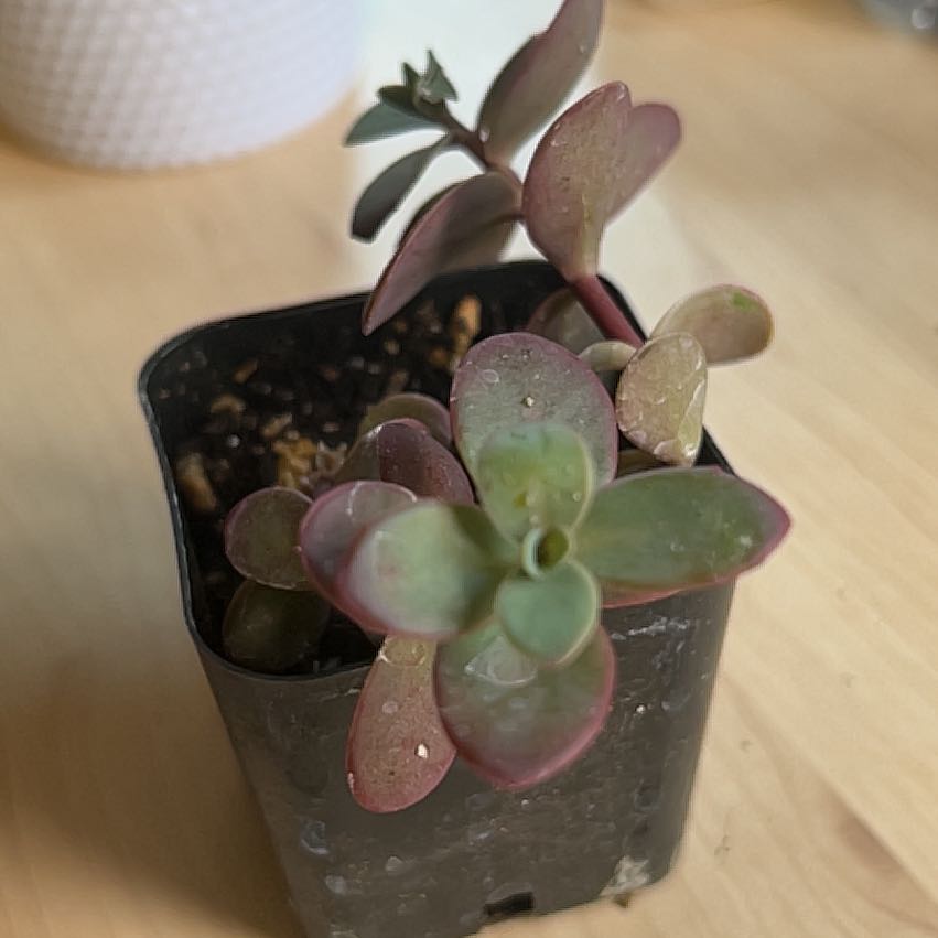Photo of the plant species SunSparkler™️ Cherry Tart Sedum by @PiperCosmo named Anne on Greg, the plant care app