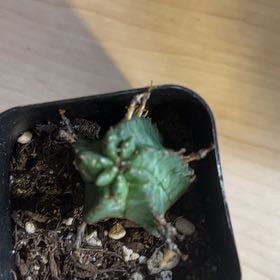 Photo of the plant species African Milk Barrel by @PiperCosmo named Tolkien on Greg, the plant care app