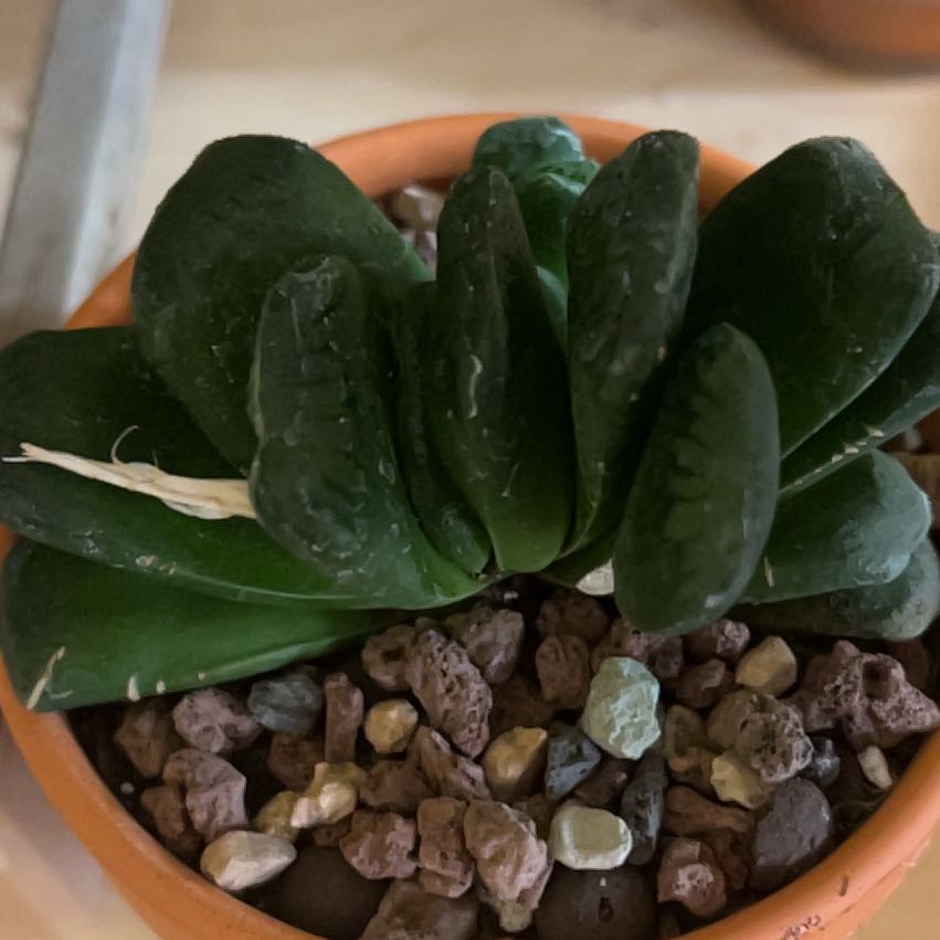 Photo of the plant species Horse's Teeth by @PiperCosmo named Hamilton on Greg, the plant care app