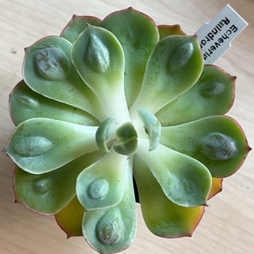Photo of the plant species Echeveria Raindrops by @PiperCosmo named Itchy bumps on Greg, the plant care app