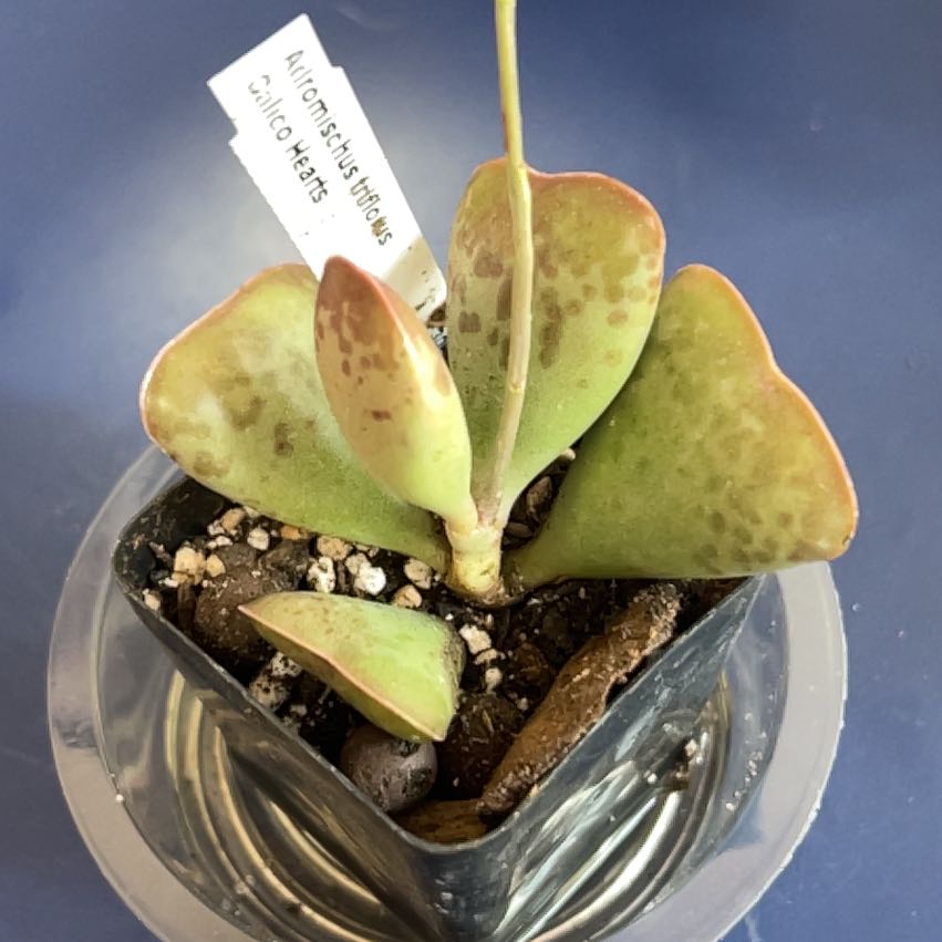 Photo of the plant species Andromischus Triflorus by @PiperCosmo named Gomez on Greg, the plant care app