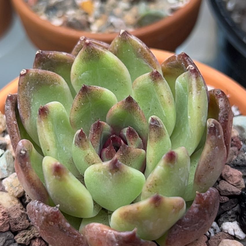 Photo of the plant species Black Rose by @PiperCosmo named LiloStitch on Greg, the plant care app