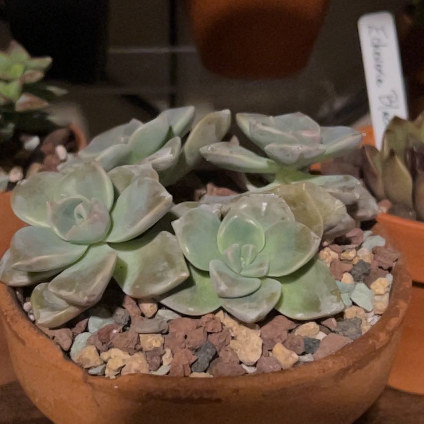 Photo of the plant species Beautiful Graptopetalum by @PiperCosmo named Aria on Greg, the plant care app