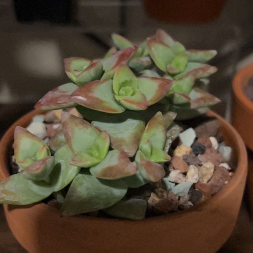 Photo of the plant species Crassula rupestris 'High Voltage' by @PiperCosmo named Winston on Greg, the plant care app