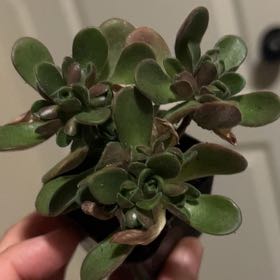 Photo of the plant species Saunders' Aeonium by @PiperCosmo named Girlfrond on Greg, the plant care app