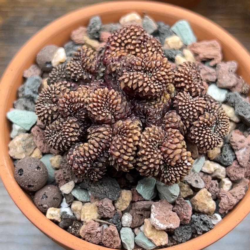 Photo of the plant species Gymnocalycium mihanovichii f. monstrose by @PiperCosmo named Beyonce on Greg, the plant care app