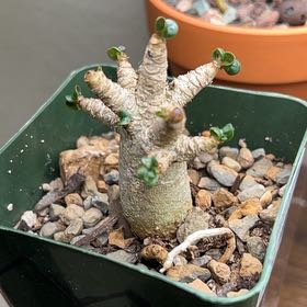 Photo of the plant species DHA by @PiperCosmo named Daphne on Greg, the plant care app