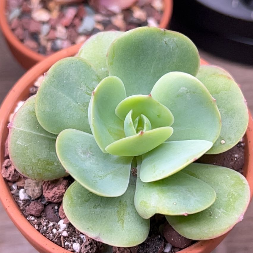 Photo of the plant species Pride by @PiperCosmo named Sigmund on Greg, the plant care app