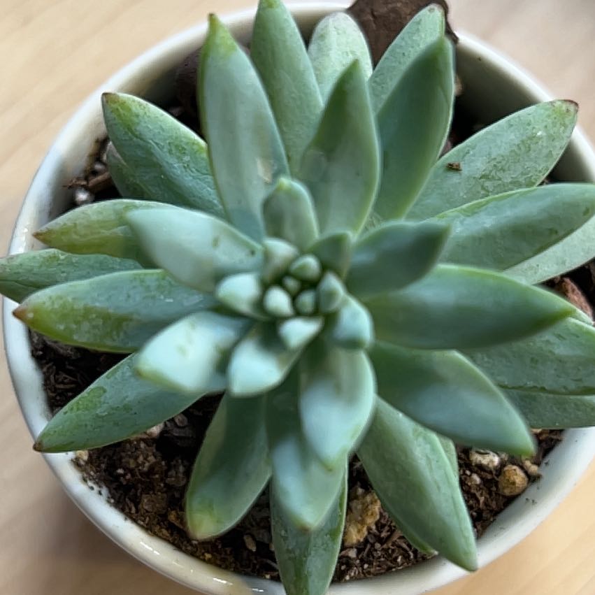 Photo of the plant species Sedeveria ‘Silver Frost’ by @PiperCosmo named Rihanna on Greg, the plant care app