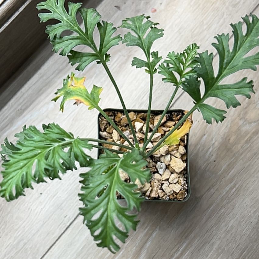 Photo of the plant species Fleshy-Stalk Pelargonium by @PiperCosmo named da Vinci on Greg, the plant care app