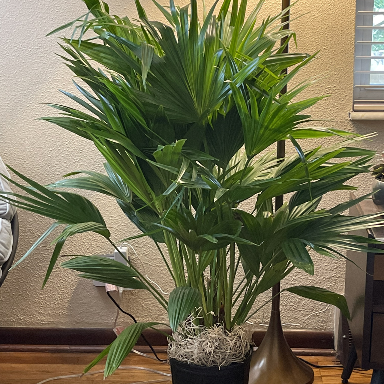 Healthy Chinese Fan Palm indoors in a pot with visible soil and decorative moss.
