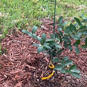 Photo of the plant species Sunkist Tangerine by @LitheCleftphlox named Denali on Greg, the plant care app