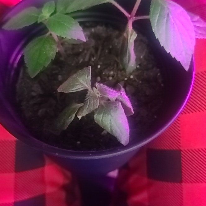 Photo of the plant species Achimenes grandiflora by @TranquilTreeivy named Luna on Greg, the plant care app
