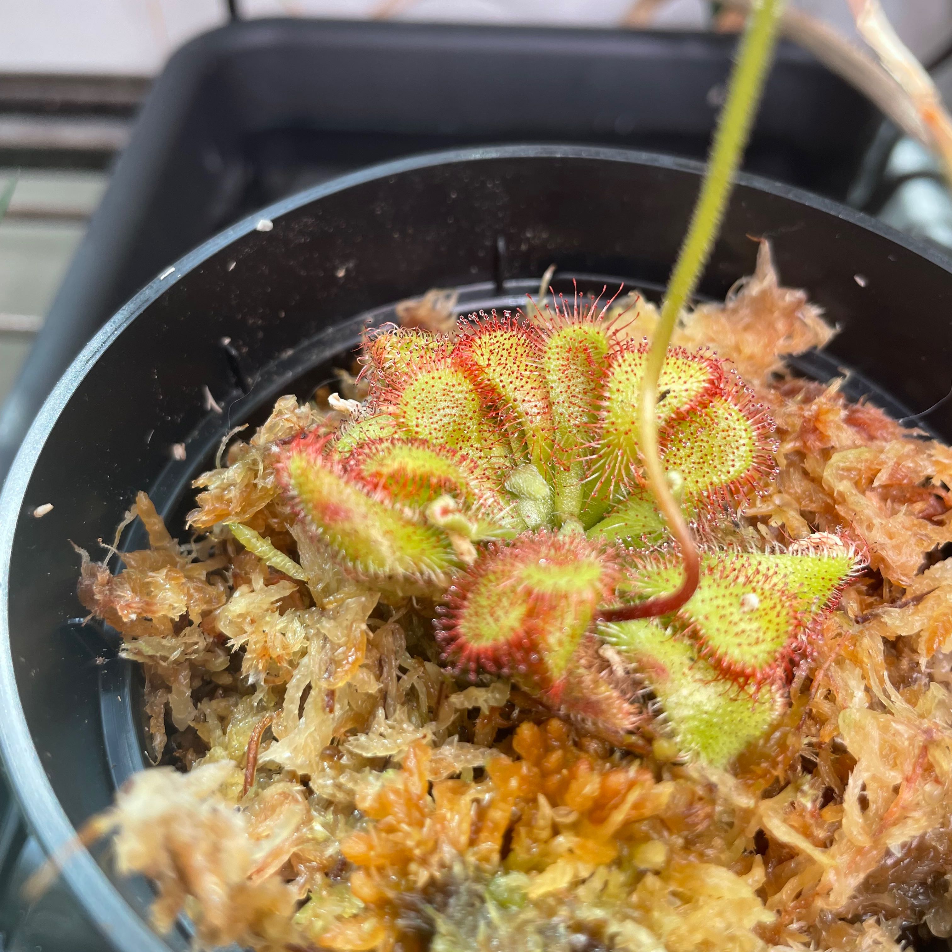 Photo of the plant species Natal Sundew by @QuaintFrogfruit named Beckham on Greg, the plant care app