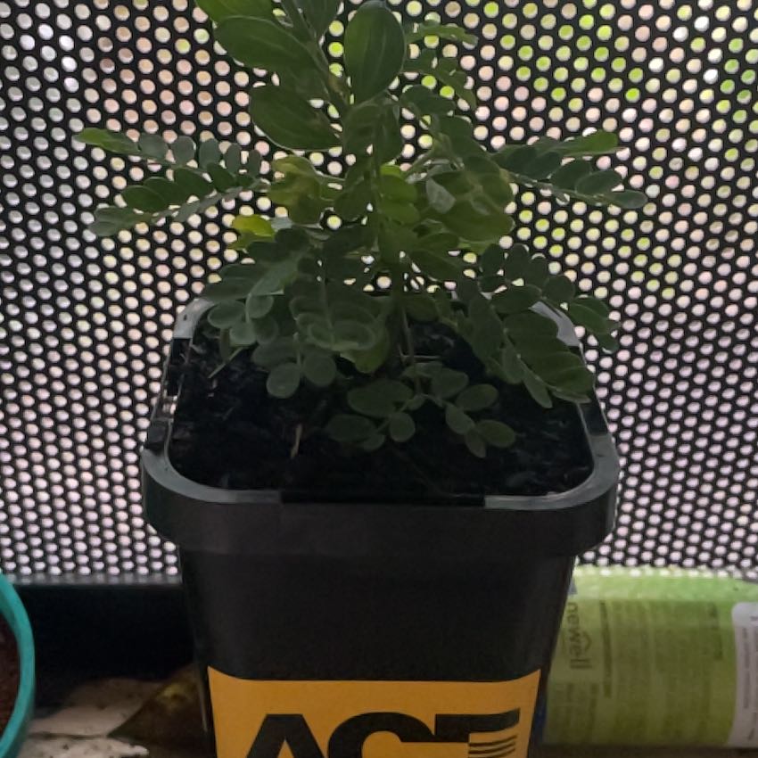 Photo of the plant species Sticky Wattle by @DeanRedbush named Kobe on Greg, the plant care app