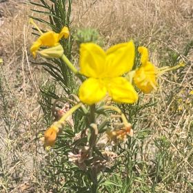 Photo of the plant species Redsepal Evening Primrose by @JocundAnthemis named Naomi on Greg, the plant care app