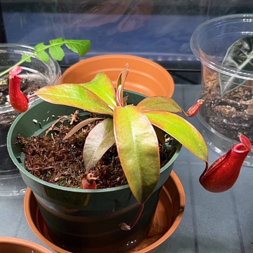 Photo of the plant species Bloody Mary Pitcher Plant by @GreenSerene named Beckham on Greg, the plant care app