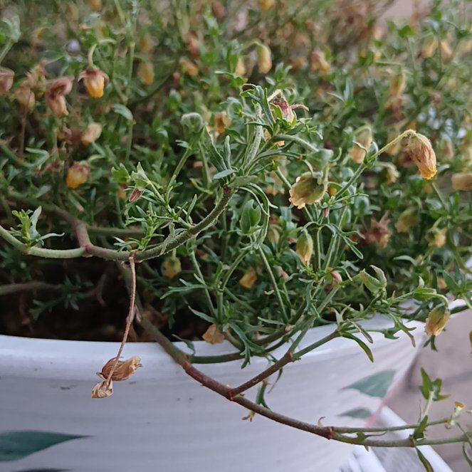 Planty