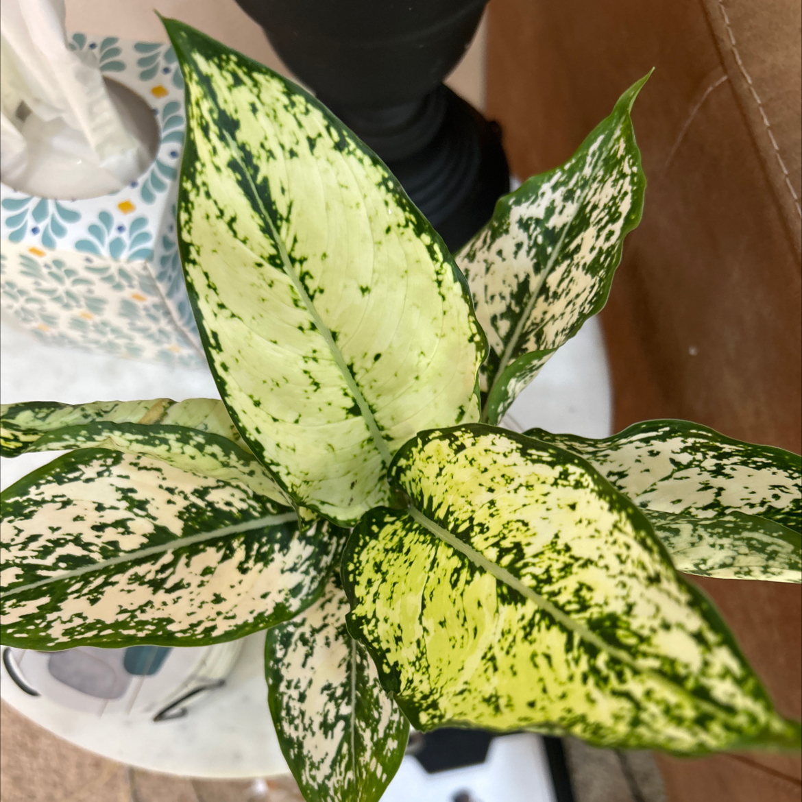 Photo of the plant species Dumb Cane Amy by @GoldSpicebush named Sherlock on Greg, the plant care app