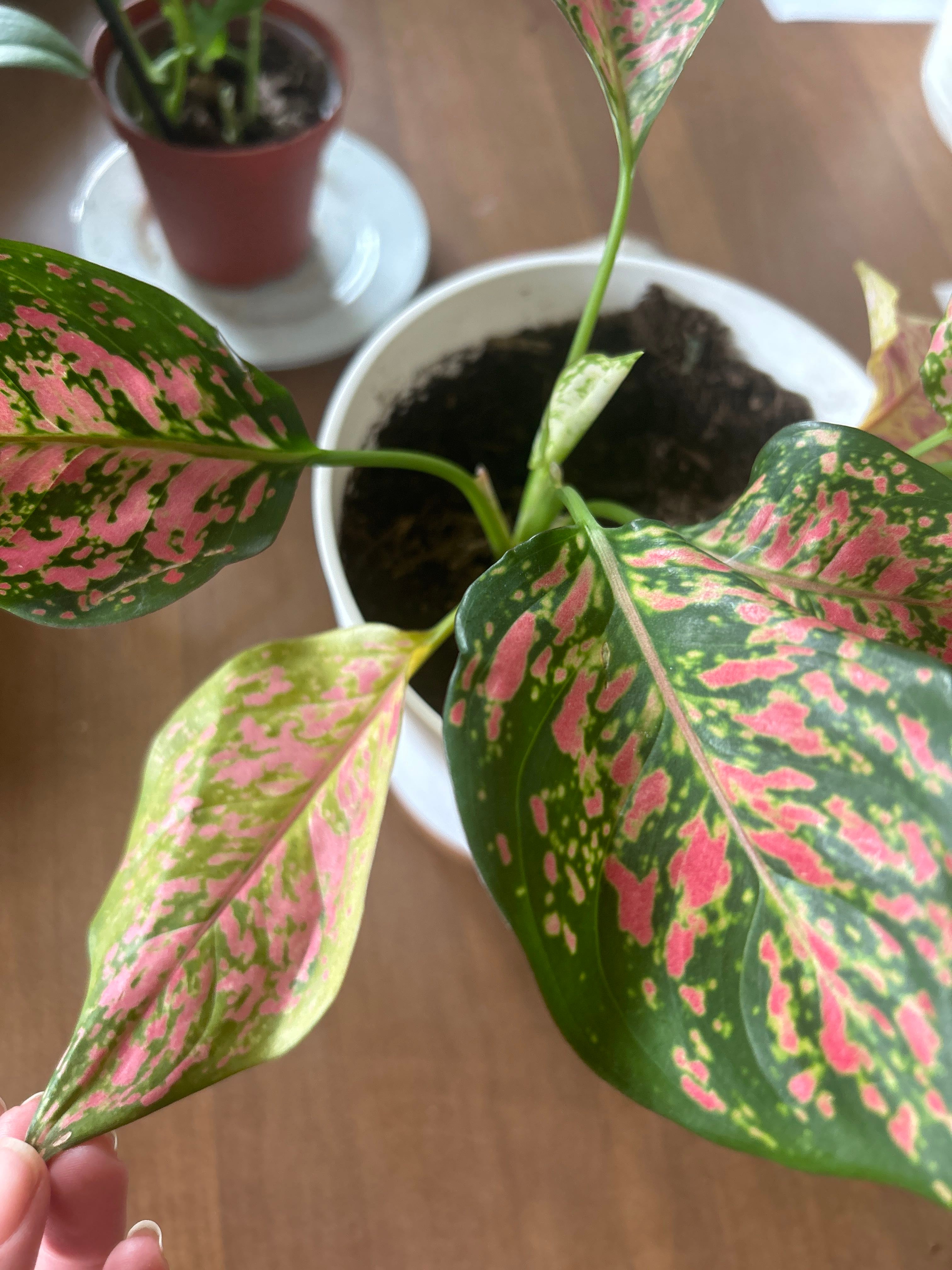 Aglonema Siam (Chinese Evergreen) A plant by HonestAloevera on Greg