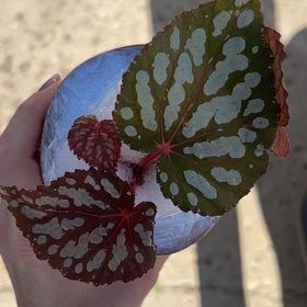 Photo of the plant species Peacock Begonia by @GoldSpicebush named Duke on Greg, the plant care app