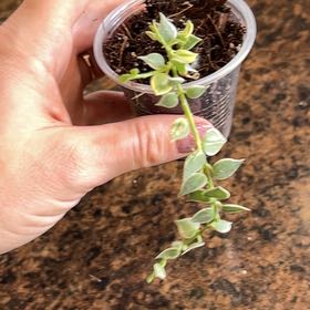 Keep Your Discidia Alive: Light, Water & Care Instructions