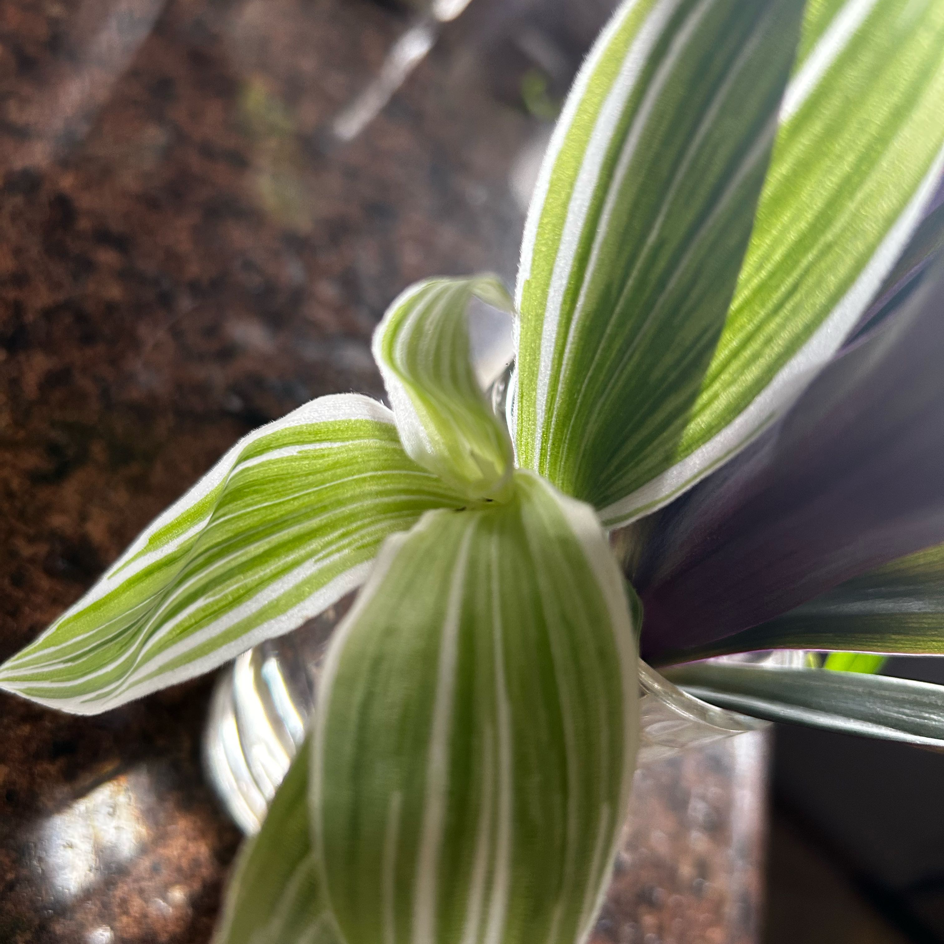 Photo of the plant species White Stripe by @GoldSpicebush named Sage on Greg, the plant care app