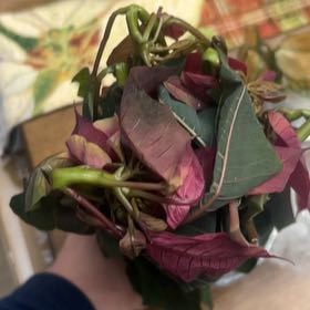 Photo of the plant species Poinsettia 'Red Glitter' by @GoldSpicebush named Lebron on Greg, the plant care app