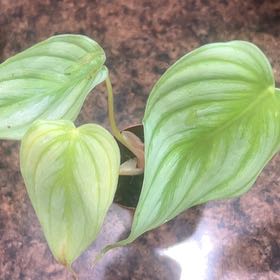 Photo of the plant species Philodendron pastazanum 'Silver' by @GoldSpicebush named Rosa on Greg, the plant care app