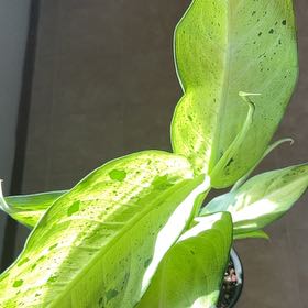 Photo of the plant species Cameo by @GoldSpicebush named Aria on Greg, the plant care app
