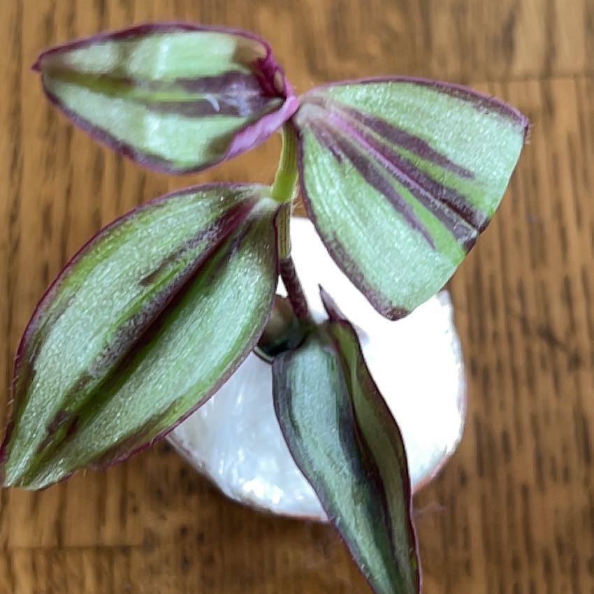 Photo of the plant species Tradescantia by @GoldSpicebush named Willow on Greg, the plant care app