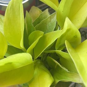 Photo of the plant species Tulip 'Sao Paulo' by @GoldSpicebush named Leonardo on Greg, the plant care app