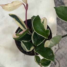 Photo of the plant species Hoya carnosa 'Albomarginata’ by @GoldSpicebush named McKinley on Greg, the plant care app