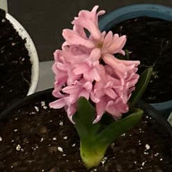 Garden Hyacinth plant