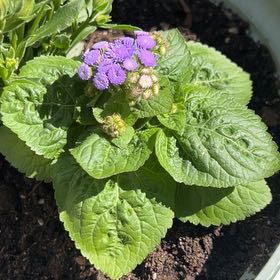 Photo of the plant species Ageratum 'Blue Mink' by @FlowersforRowe named The Minkies on Greg, the plant care app