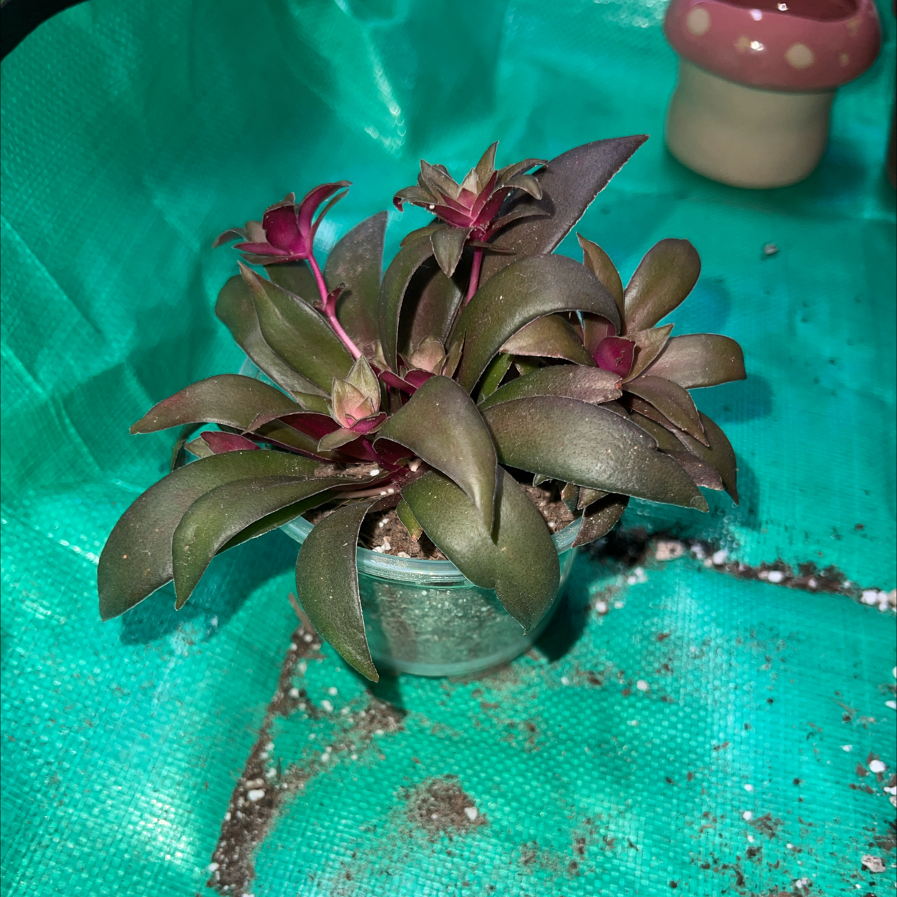 Photo of the plant species Sister's Bro by @LeadingChia22 named Electryone on Greg, the plant care app