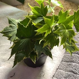 Photo of the plant species Yellow Ripple Ivy by @LeadingChia22 named Xena on Greg, the plant care app