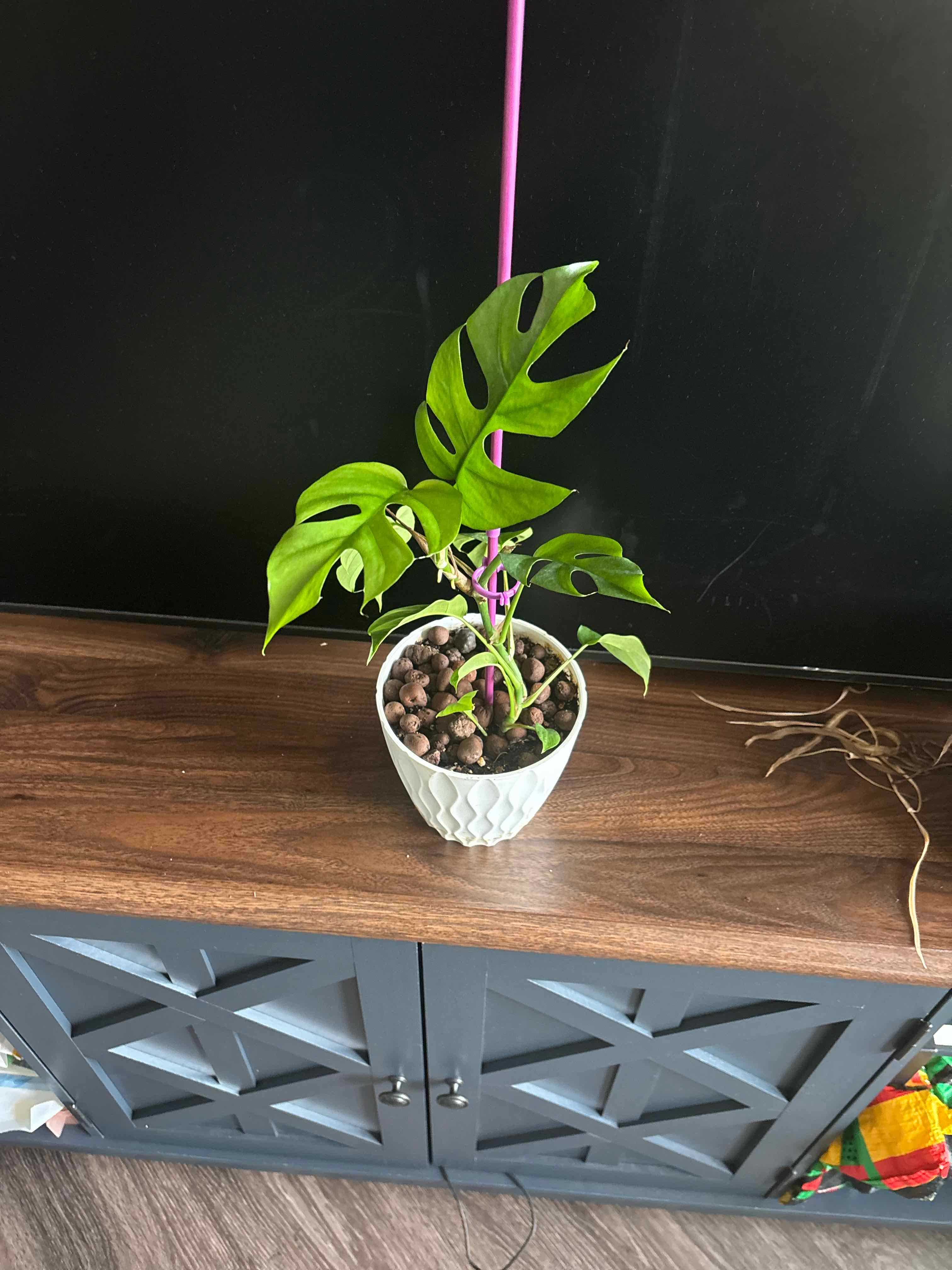 Photo of the plant species Aurea Variegated Mini Monstera by @LotusFlowerBmb named Kobe on Greg, the plant care app