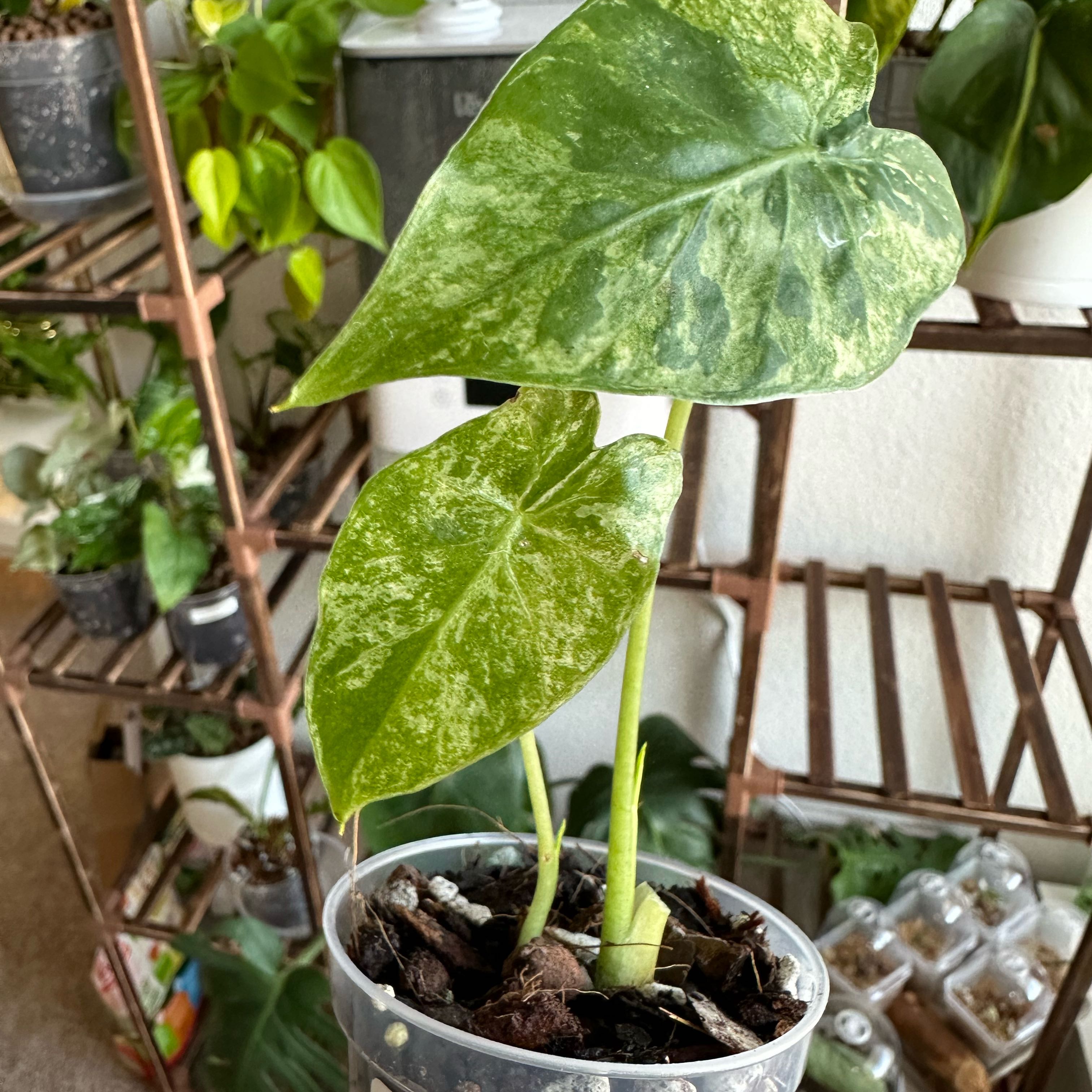 Photo of the plant species Alocasia gageana 'Aurea' by @DeluxeMymumrose named Kobe on Greg, the plant care app
