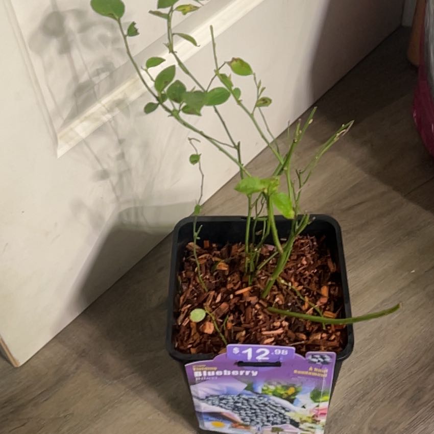 Photo of the plant species BlueBerry by @SkilledGrapeivy named Lavender on Greg, the plant care app