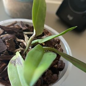 Photo of the plant species Cattleya by @IconFraserfir named Achilles on Greg, the plant care app