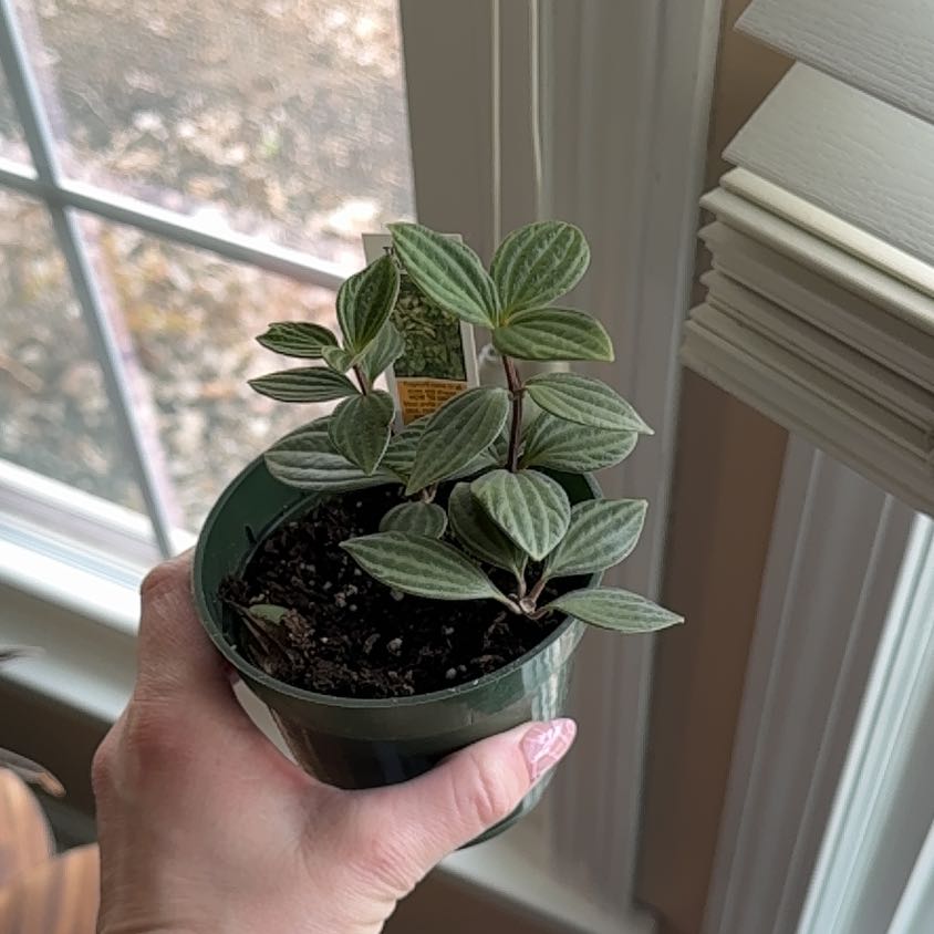 Photo of the plant species Stilt Peperomia by @WarmSwamprose named Rihanna on Greg, the plant care app