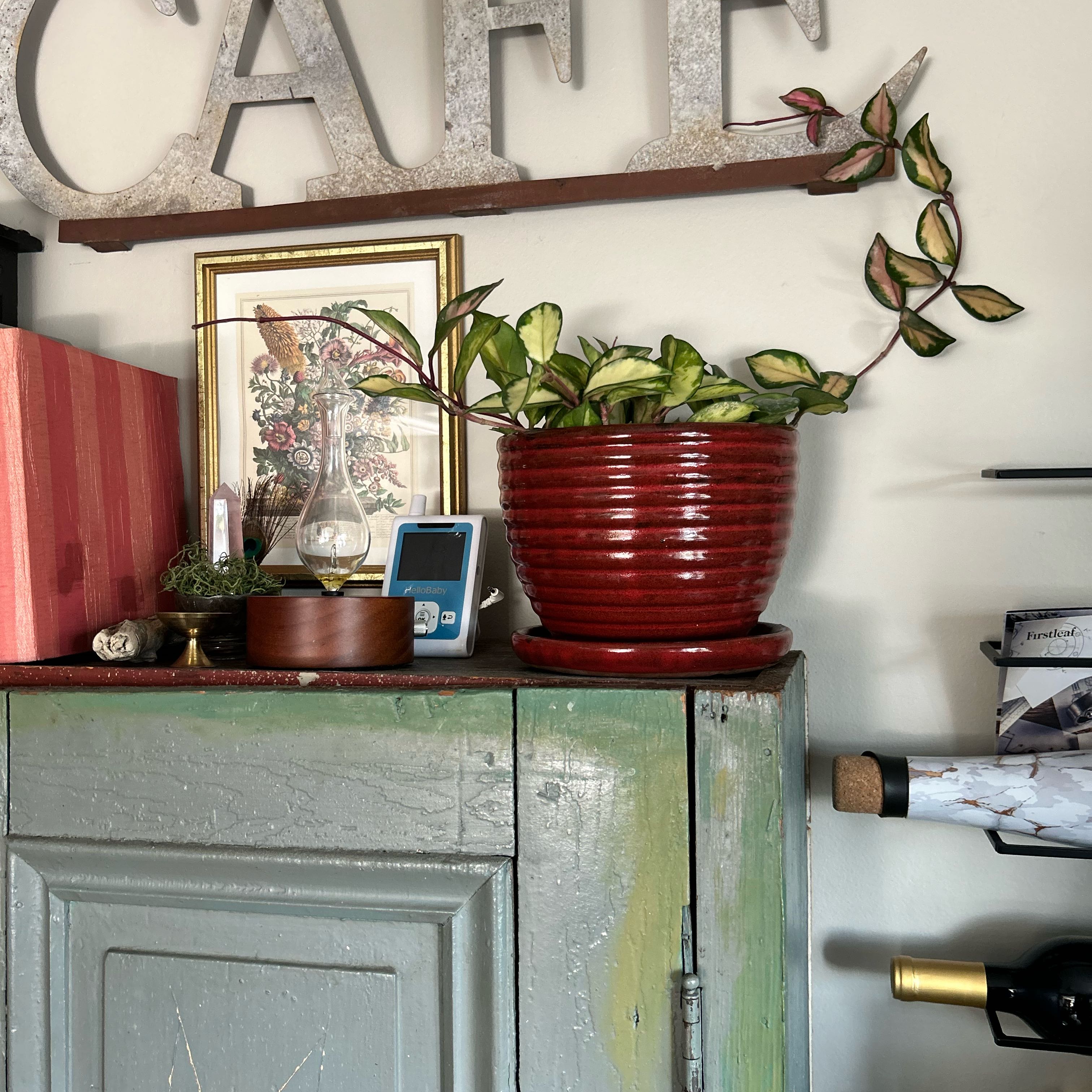 Potted Exotic Hoya plant with variegated leaves on a cabinet.