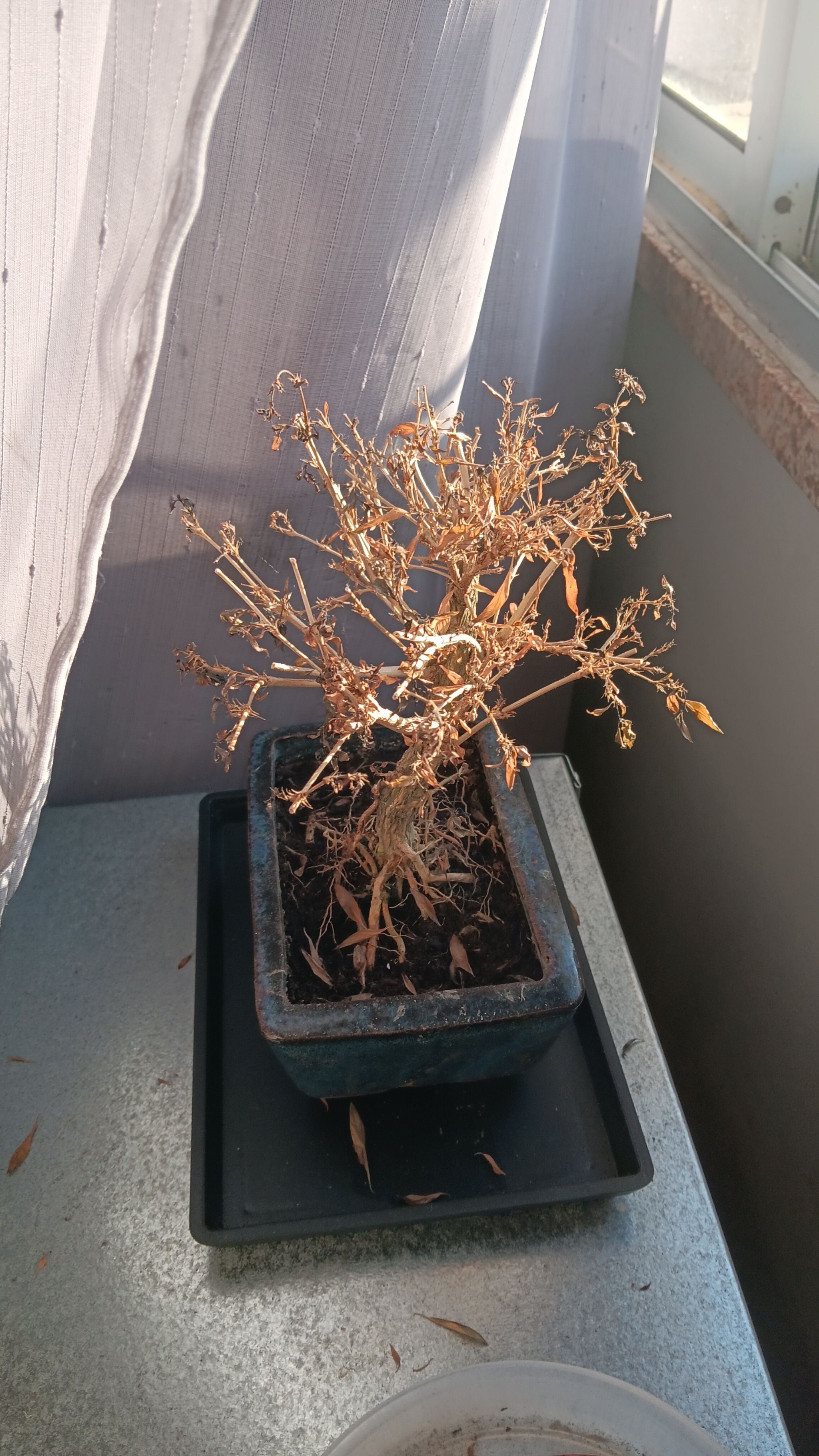 Ukigumo Maple Plant Care Water, Light, Nutrients Greg App 🌱