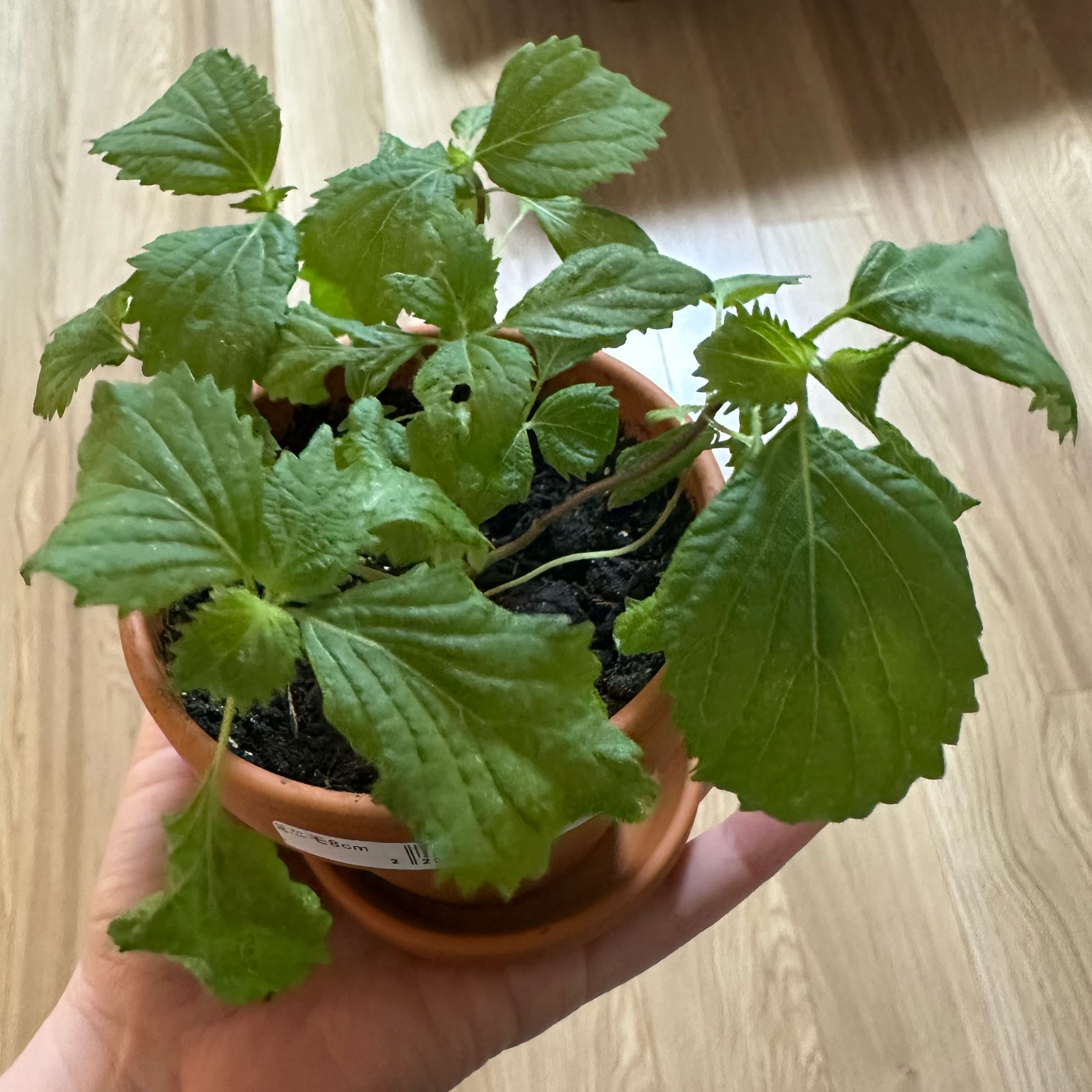 Photo of the plant species Shiso by @OpulentRedcap named Aristotle on Greg, the plant care app