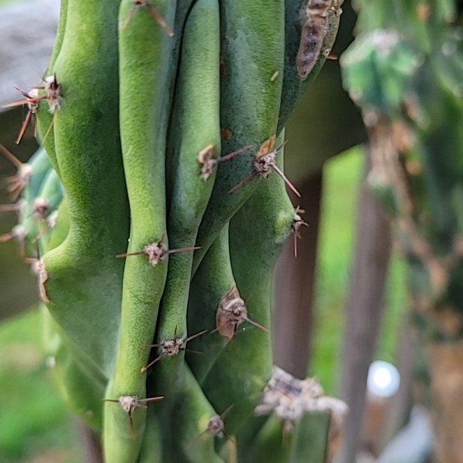 Photo of the plant species Apple Cactus by @GreatLemontree named Zeus on Greg, the plant care app