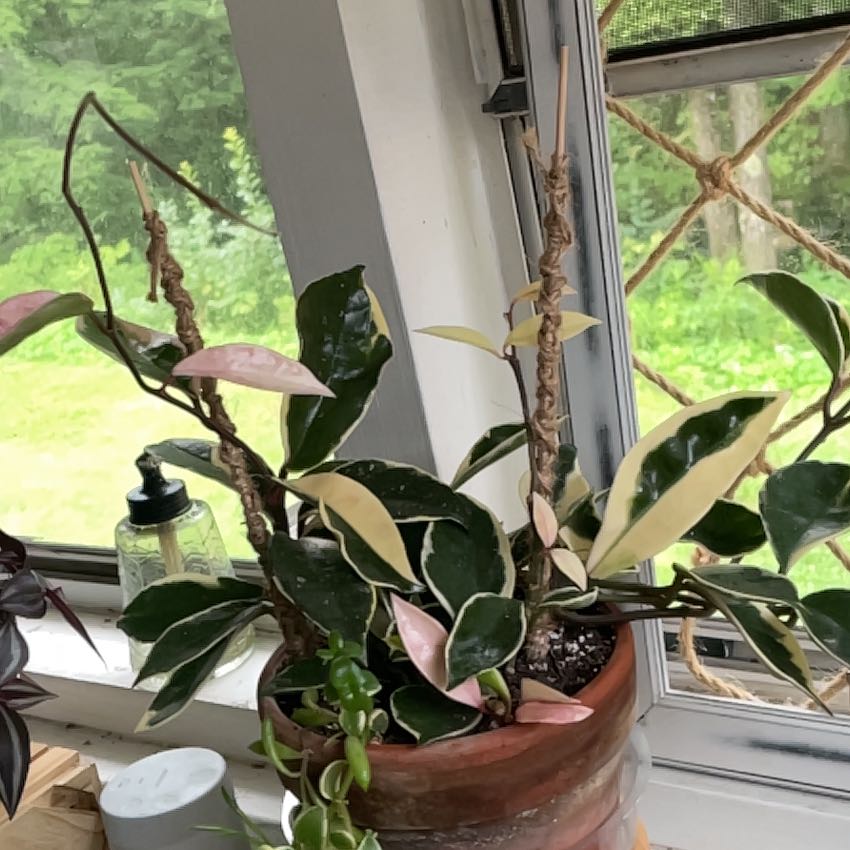 Photo of the plant species Hoya Carnosa Variegata Tricolor by @Jess7474 named Nithin on Greg, the plant care app