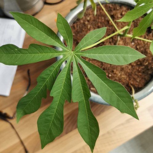 Photo of the plant species Graham's Manihot by @GladOakleafivy named Leaf Erickson on Greg, the plant care app